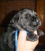 Превью фото № 124286