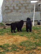 Превью фото № 124291