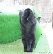 Превью фото № 124310