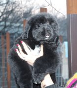 Превью фото № 124312