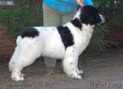 Превью фото № 124334