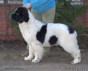 Превью фото № 124335