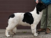 Превью фото № 124343