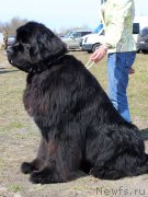 Превью фото № 124380