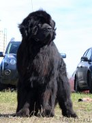 Превью фото № 124381