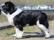 Превью фото № 124382