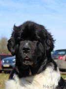 Превью фото № 124384