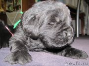 Превью фото № 124393