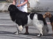 Превью фото № 124431