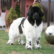 Превью фото № 124534