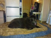 Превью фото № 124543