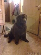 Превью фото № 124546