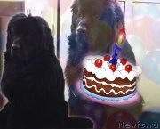 Превью фото № 124558