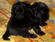 Превью фото № 124559