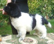 Превью фото № 124575