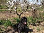 Превью фото № 124620