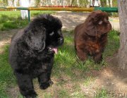 Превью фото № 124624