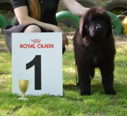 Превью фото № 124630