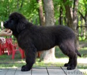 Превью фото № 124631