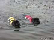 Превью фото № 124642