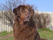 Превью фото № 124646