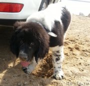 Превью фото № 124652