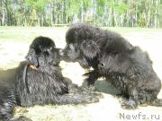 Превью фото № 124676