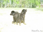 Превью фото № 124677