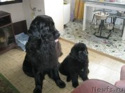 Превью фото № 124906