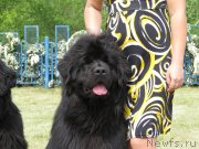 Превью фото № 124961