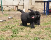 Превью фото № 124965