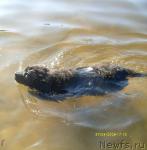 Превью фото № 12498