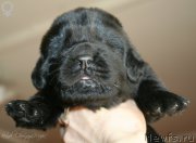 Превью фото № 125026