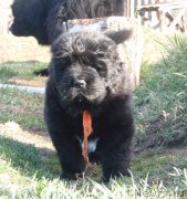 Превью фото № 125028