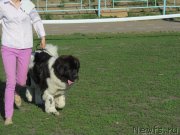 Превью фото № 125049