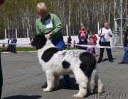 Превью фото № 125056