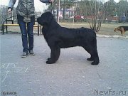 Превью фото № 125096