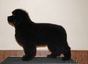 Превью фото № 125118