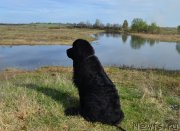 Превью фото № 125174