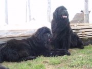 Превью фото № 125175