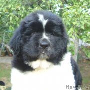 Превью фото № 125209