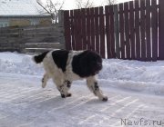 Превью фото № 125245