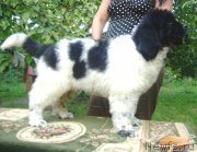 Превью фото № 125248