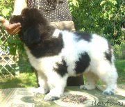 Превью фото № 125251