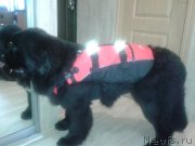 Превью фото № 125261