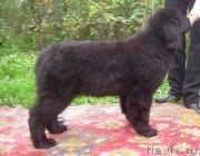 Превью фото № 125269