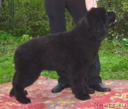 Превью фото № 125272