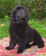 Превью фото № 125274