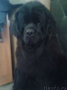 Превью фото № 125290