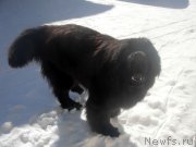 Превью фото № 125293